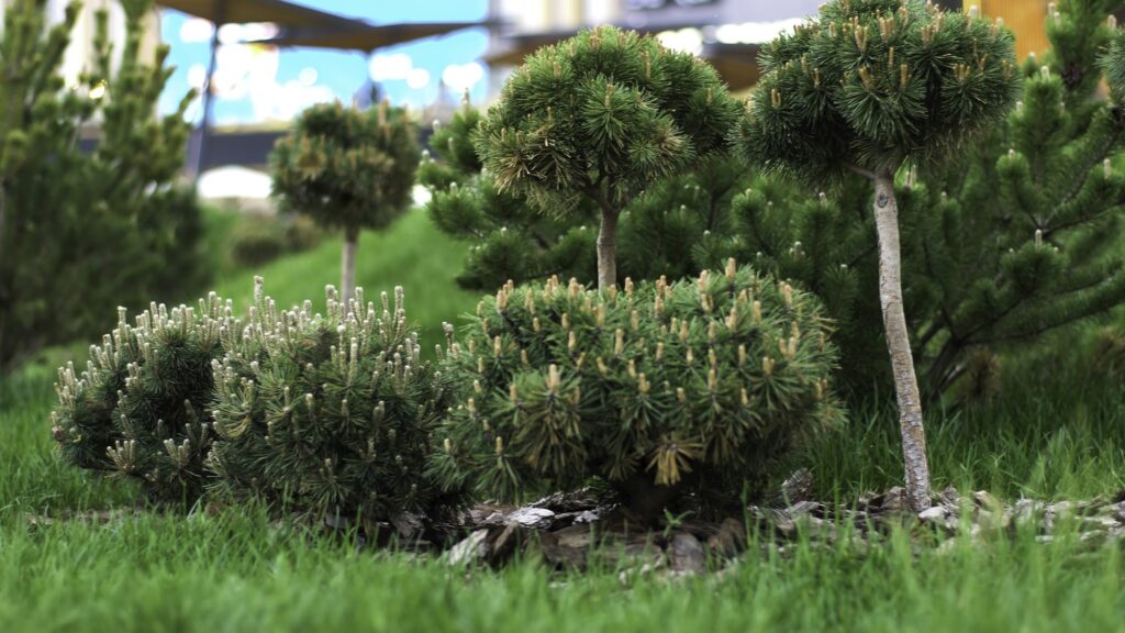 lawn shrubs growing in the city park, management of the territory concept. Stock footage. Green